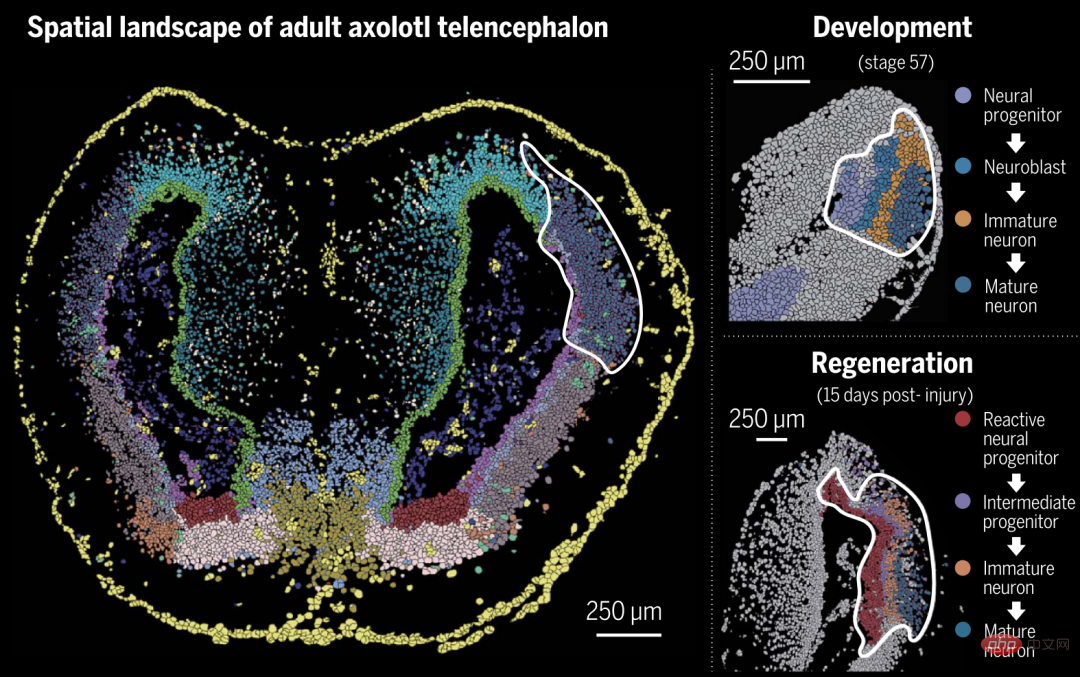 Sciences big cover: Chinese team releases the worlds first brain regeneration map!