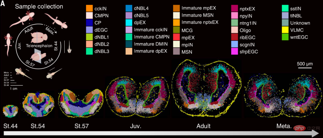 Sciences big cover: Chinese team releases the worlds first brain regeneration map!