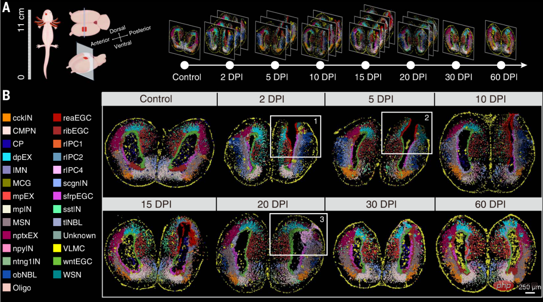 Sciences big cover: Chinese team releases the worlds first brain regeneration map!