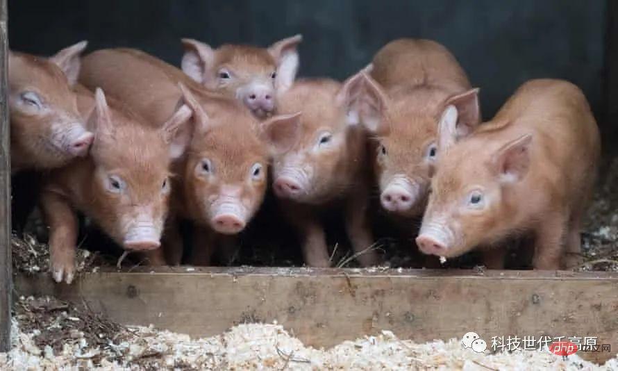 L’intelligence artificielle peut-elle vraiment nous aider à parler aux animaux ?