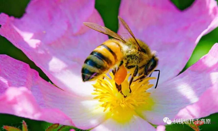 L’intelligence artificielle peut-elle vraiment nous aider à parler aux animaux ?