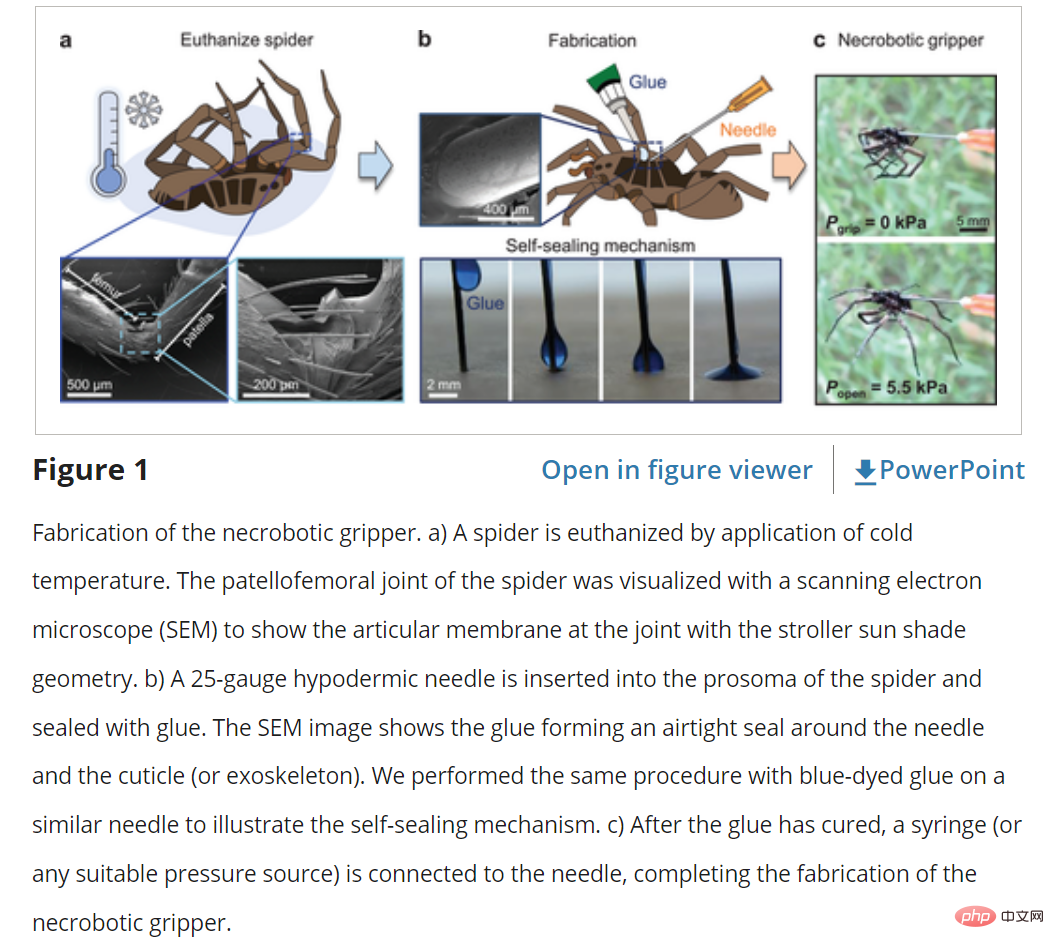 Dead spider reincarnated into a robotic arm: the long-awaited miniature pneumatic gripper is here