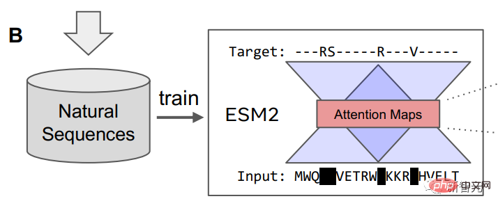 Meta lets a 15 billion parameter language model learn to design new proteins from scratch! LeCun: Amazing results