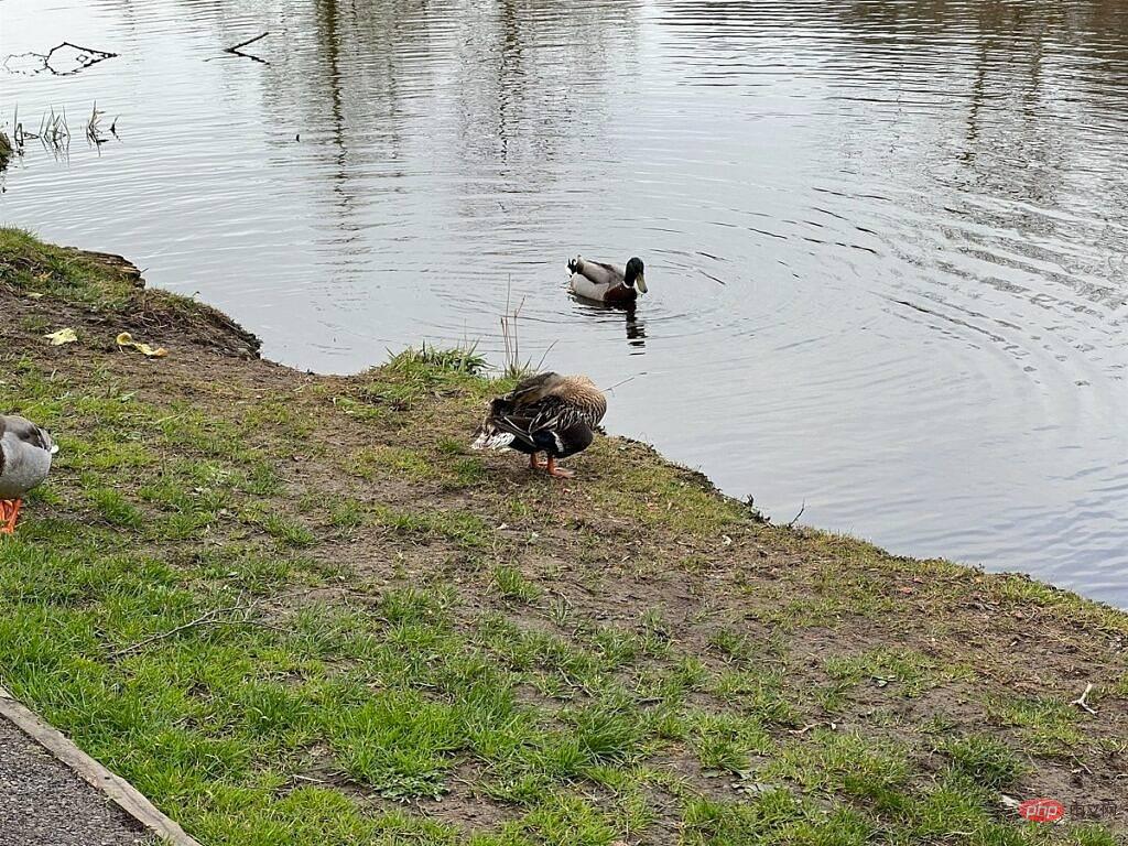 Ducks-1-iPhone-13-Pro-Telephoto-1024x768-3