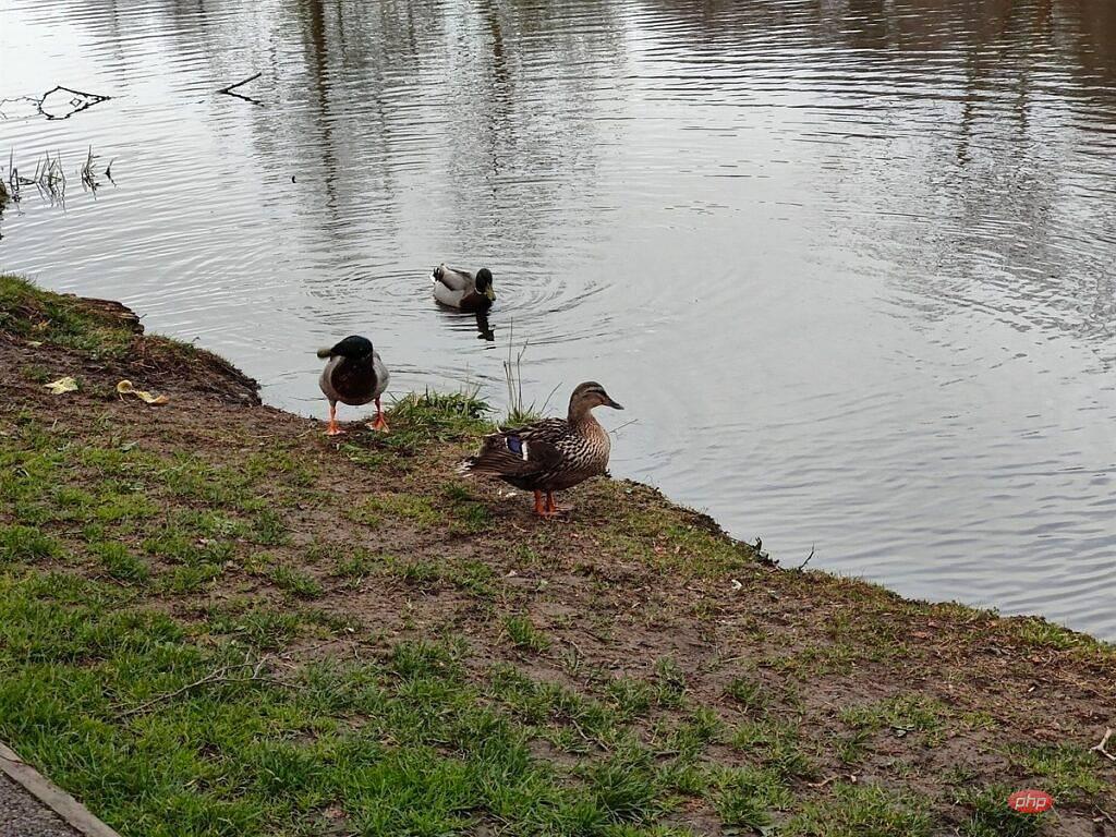 Ducks-1-OnePlus-10-Pro-Telephoto-1024x768-2