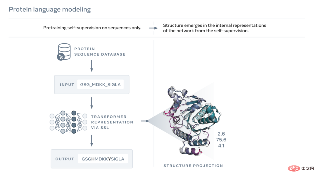 Meta AI opens 600 million+ metagenomic protein structure maps, and 15 billion language models were completed in two weeks