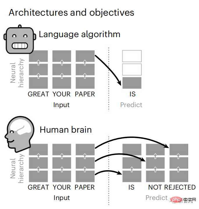 Brain hierarchical prediction makes large models more efficient!