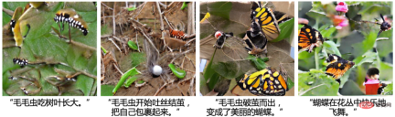 人大高瓴人工智能学院Nature子刊:尝试利用多模态基础模型迈向通用人工智能
