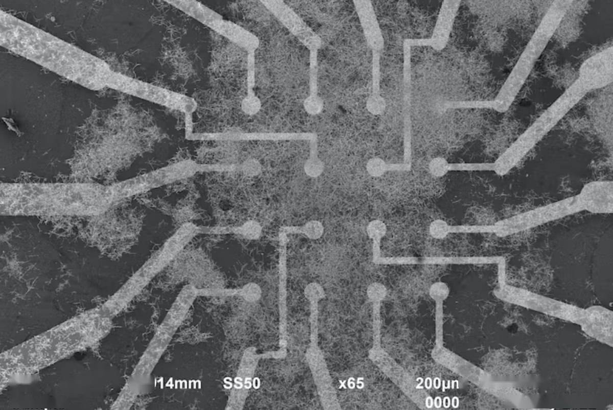 New breakthrough: Scientists develop brain-inspired nanowire network to allow AI to imitate human real-time learning and memory