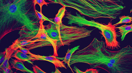 谷歌科学家 Nature 评论:人工智能如何更好地理解大脑
