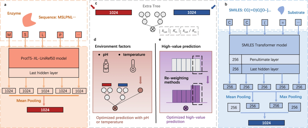 Chinese Academy of Sciences team creates a unified framework for improving prediction accuracy of enzyme kinetic parameters