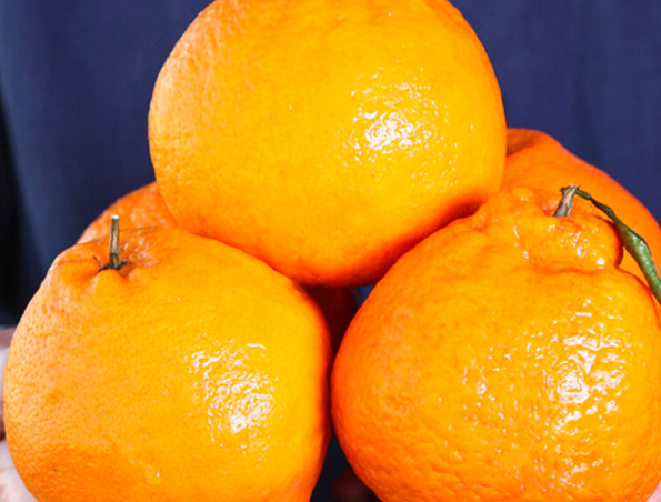 Ant Manor January 26: Are the ugly oranges and rake oranges that people often call the same fruit?