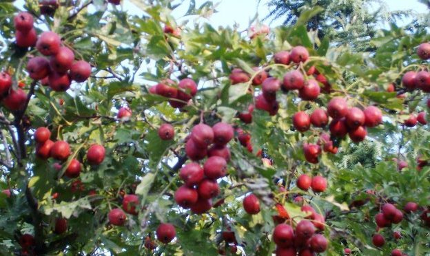 螞蟻莊園3月7日：民間常說的山裡紅其實是下列哪一種果實的變種