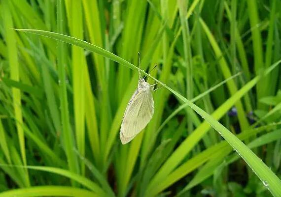 Ant Manor 21 mars : Pourquoi les ailes des papillons ne sont-elles pas mouillées lorsquils volent sous la pluie ?