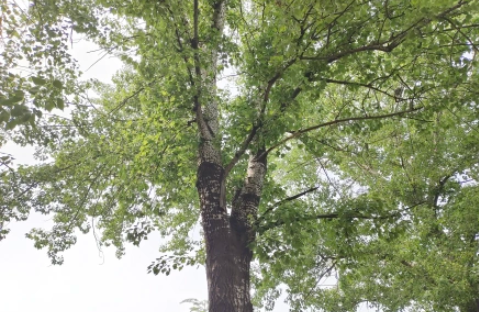 螞蟻莊園3月31日：下列哪一種植物較容易引發春季花粉過敏症狀