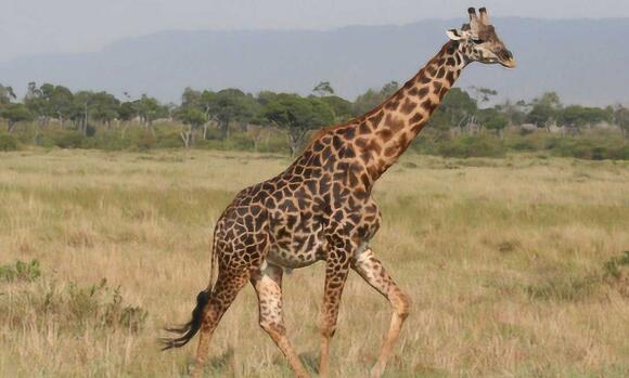 Ant Manor April 7: The main reason why giraffes have such long necks is