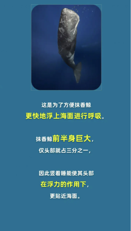 タオバオの勝者 4 月 11 日: 直立して眠る動物はどれですか?