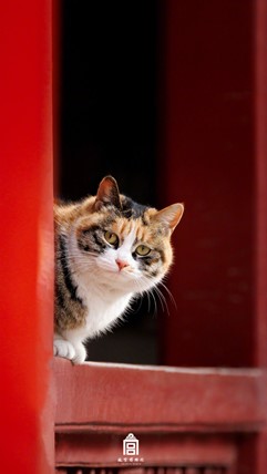 Go on a forbidden date with Cat and Soup