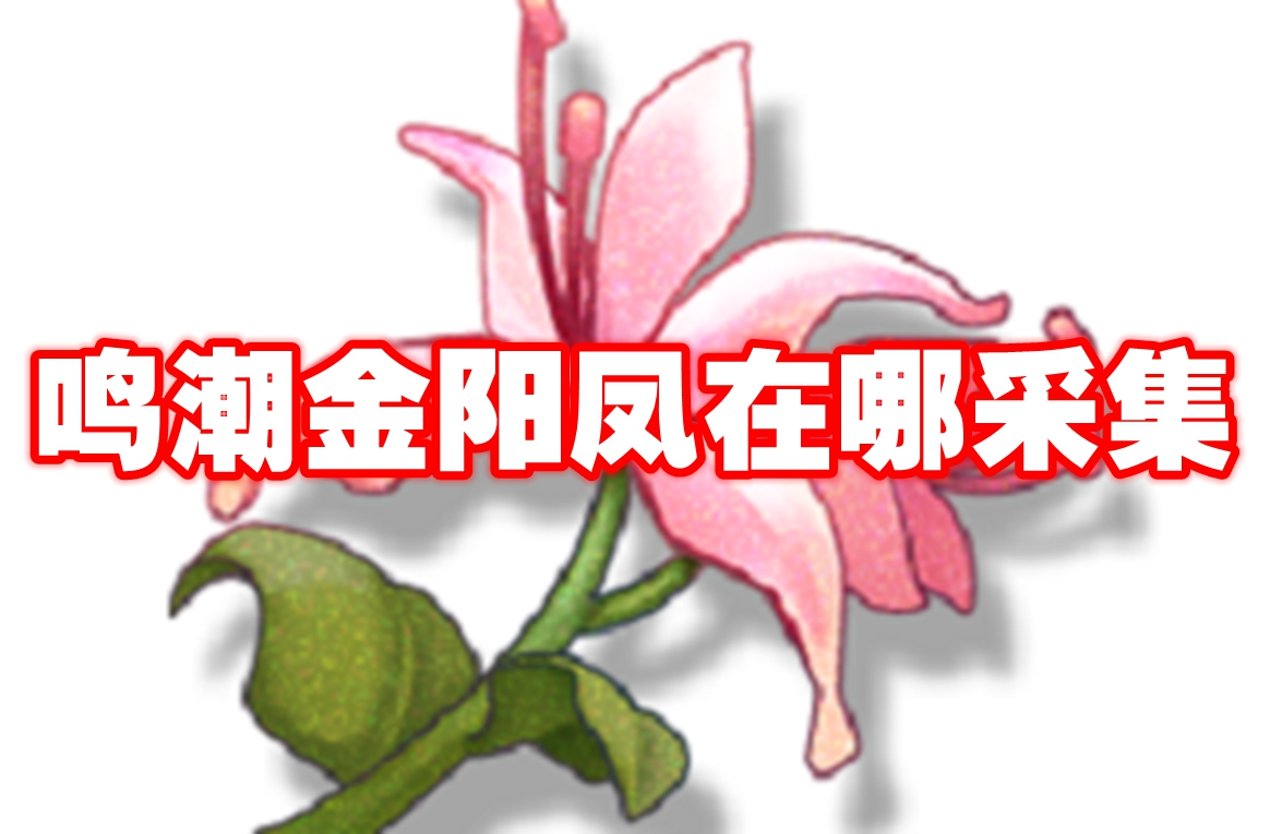 鸣潮金阳凤在哪采集 鸣潮金阳凤采集位置