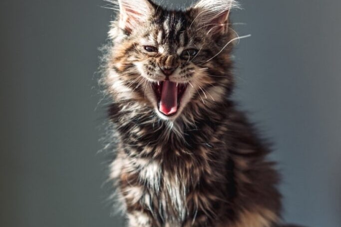 Kryptowährungen mit Katzenthema stiegen am Donnerstag stark an, nachdem der umstrittene Händler „Roaring Kitty' mit einem interessanten Beitrag in die sozialen Medien zurückkehrte