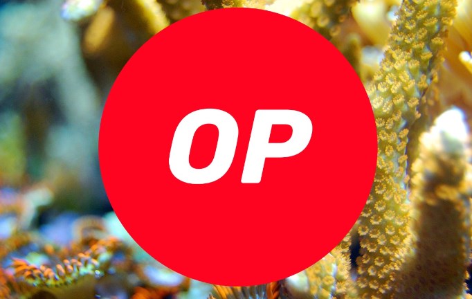 2024年07月04日OP币价格