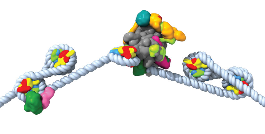 Comment le ML fait-il progresser le développement de la biologie structurale ? Des scientifiques de Harvard utilisent l'IA pour étudier le développement humain à la plus petite échelle