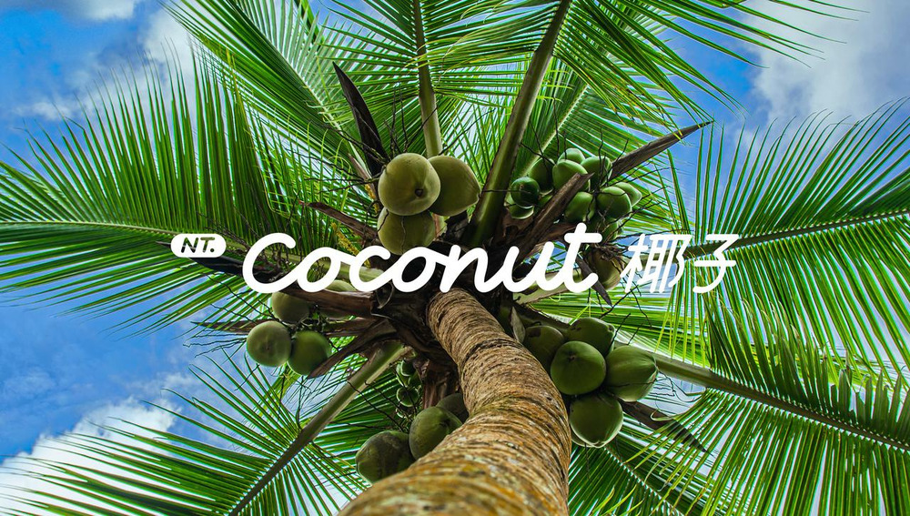 NT.Coconut 椰子 乐道智能系统正式发布