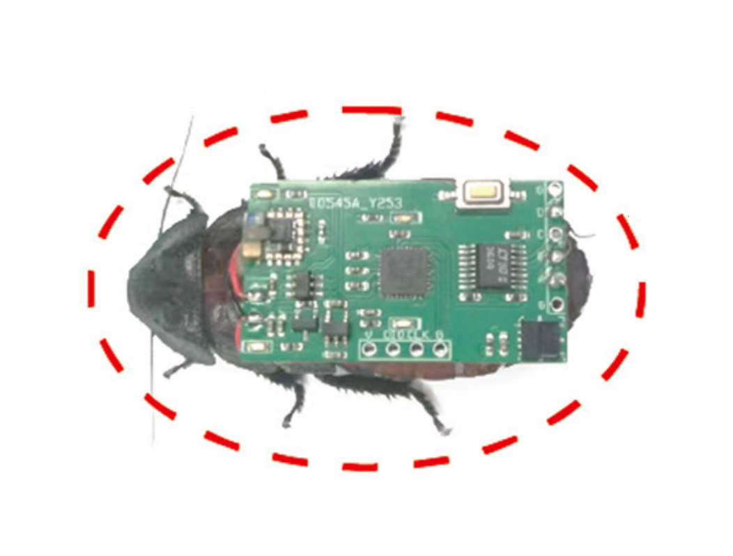 Remote-controlled \'cyborg\' cockroaches are paving the way for future biohybrid tech