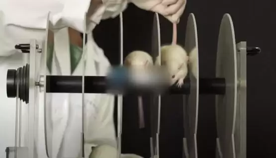 开创DeSci预测!Pump Science与Solana链Hedgehog Markets合推计划RODeo