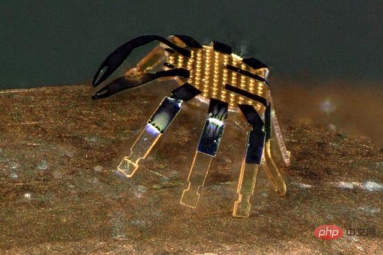 Des scientifiques présentent le plus petit robot marcheur télécommandé « crabe » au monde, plus petit qu'une puce