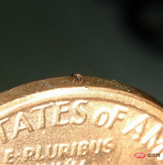 Des scientifiques présentent le plus petit robot marcheur télécommandé « crabe » au monde, plus petit qu'une puce