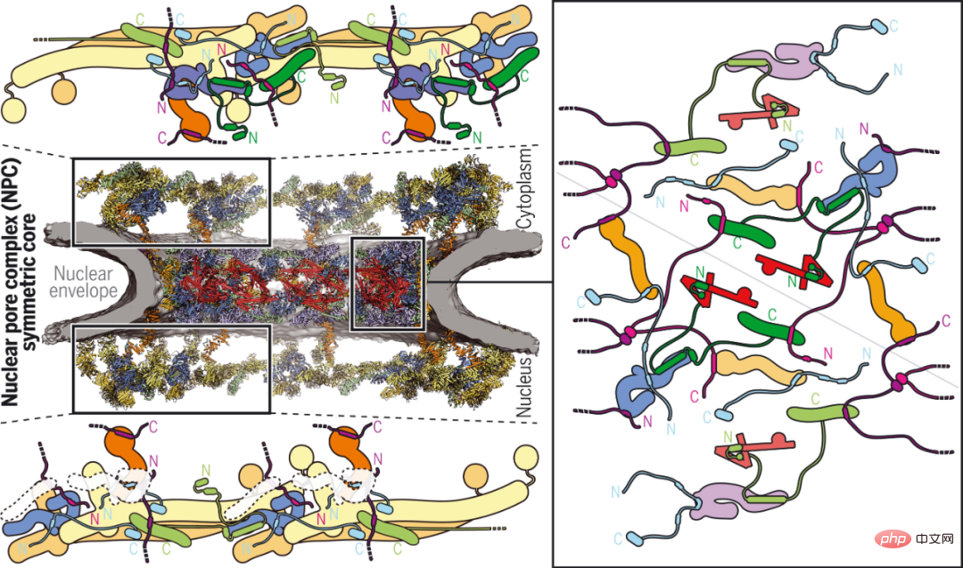 Shi Yigong et dautres équipes font la couverture de Science : lIA et la microscopie cryoélectronique révèlent la structure des PNJ au « niveau atomique », une percée dans les sciences de la vie