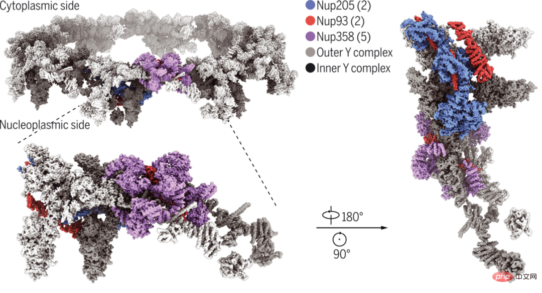 Shi Yigong et dautres équipes font la couverture de Science : lIA et la microscopie cryoélectronique révèlent la structure des PNJ au « niveau atomique », une percée dans les sciences de la vie