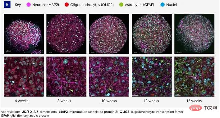 科学者は「臓器のような知能」OIの概念を提案：AIよりも知能が高く、人間の脳細胞によって駆動される生物学的コンピューター