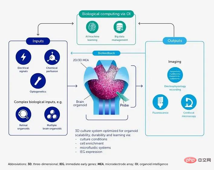 科学家提出“类器官智能”OI 概念：由人脑细胞驱动的生物计算机，比 AI 更智能