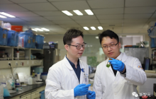 浙大重磅研究登Nature：人类也能「光合作用」，让衰老细胞返老还童
