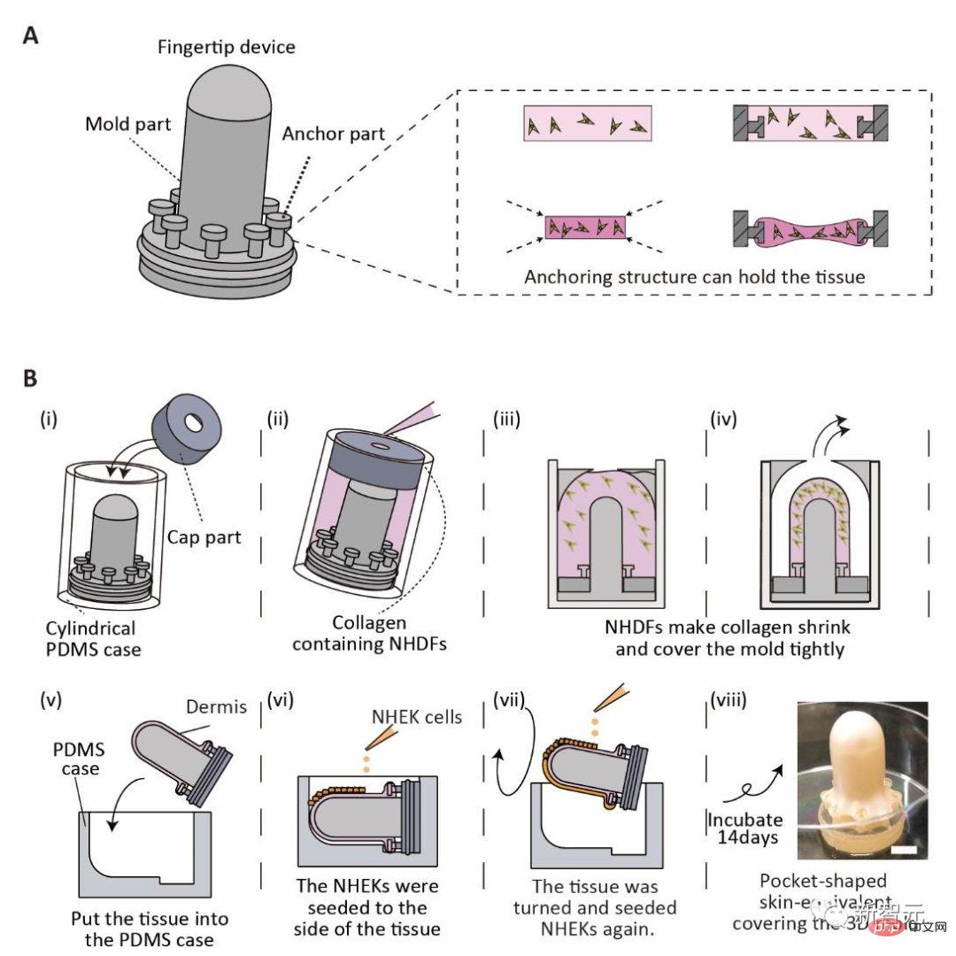 「畫皮」惡夢成真？這個披著「人皮」的機器人，登上Cell子刊