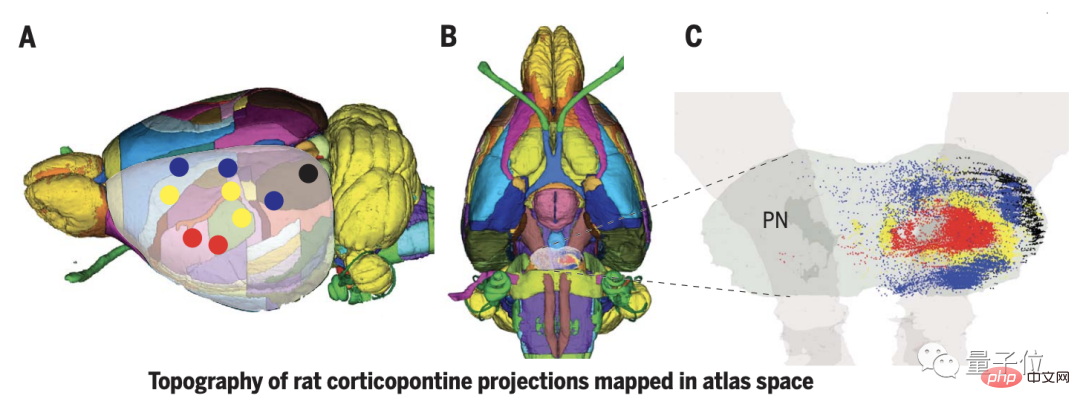 Le cloisonnement du cerveau n’est pas la clé du fonctionnement ! Science couvre 4 articles publiés daffilée : La sagesse naît de la connexion entre les zones du cerveau