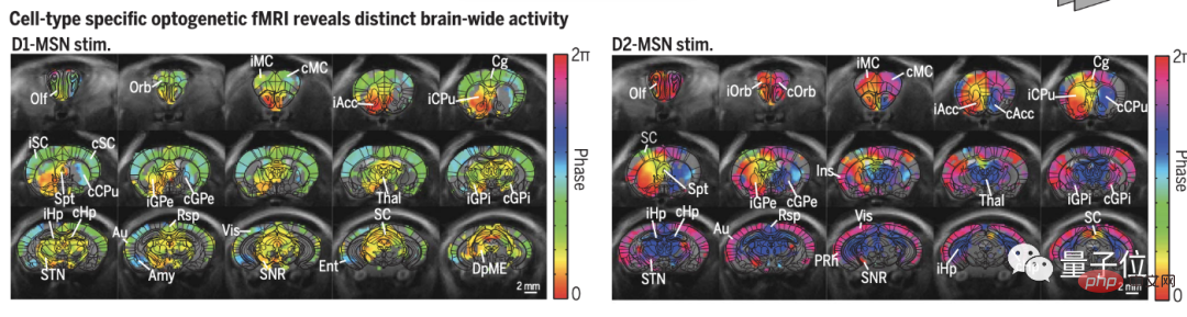 脳の分割は機能の鍵ではありません。科学表紙4号連続掲載：知恵は脳領域のつながりから生まれる