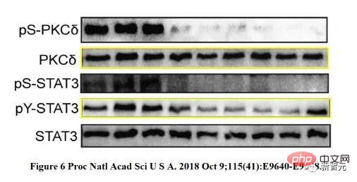 Specialized in treating image misuse! Elsevier, Nature and other top journals use AI to uncover cheating scientists