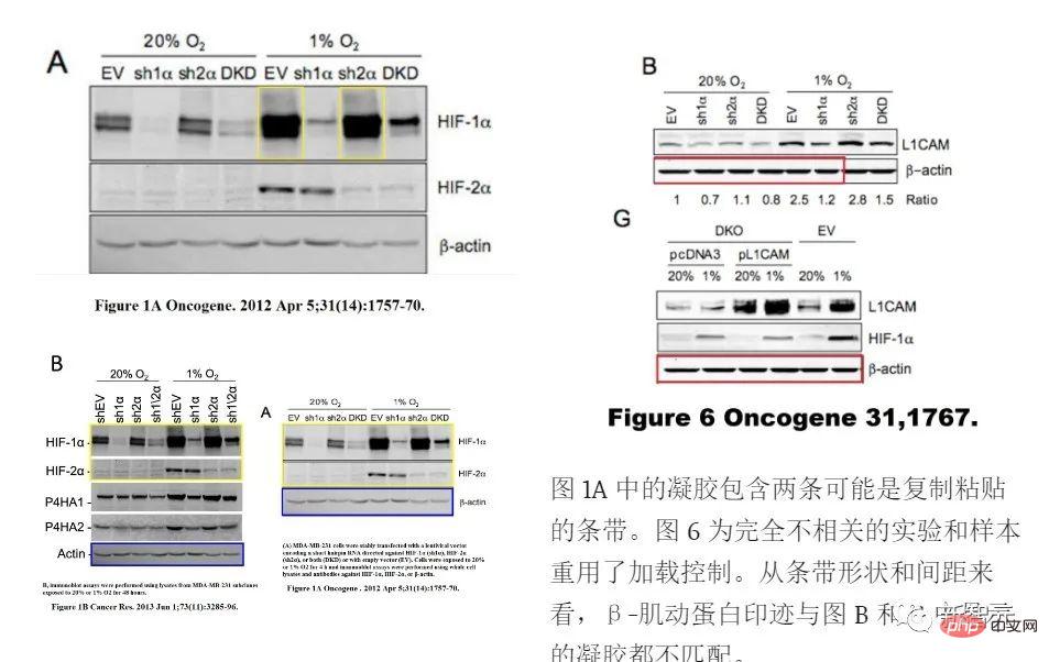 专治「专治「专治「专治「专治「专治「专治「图片误用」！Elsevier、Nature等顶刊用AI揪出作弊科学家误用」！Elsevier、Nature等顶刊用AI揪出作弊科学家误用」！Elsevier、Nature等顶刊用AI揪出作弊科学家误用」！Elsevier、Nature等顶刊用AI揪出作弊科学家误用」！Elsevier、Nature等顶刊用AI揪出作弊科学家误用」！Elsevier、Nature等顶刊用AI揪出作弊科学家误用」！Elsevier、Nature等顶刊用AI揪出作弊科学家