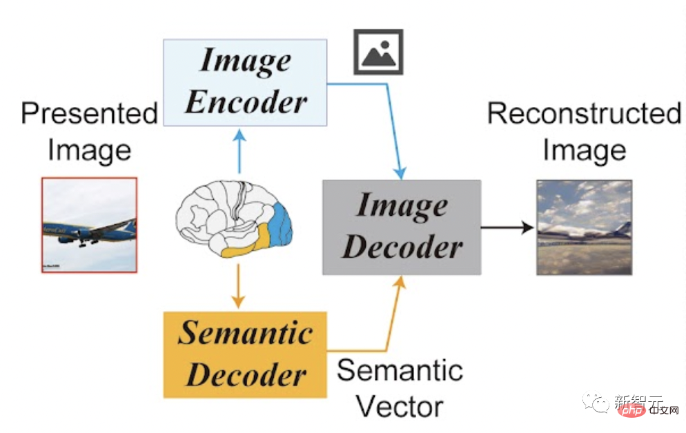 Le cerveau de lecture de lIA explose ! Scannez les images cérébrales et la diffusion stable reproduit les images de manière réaliste