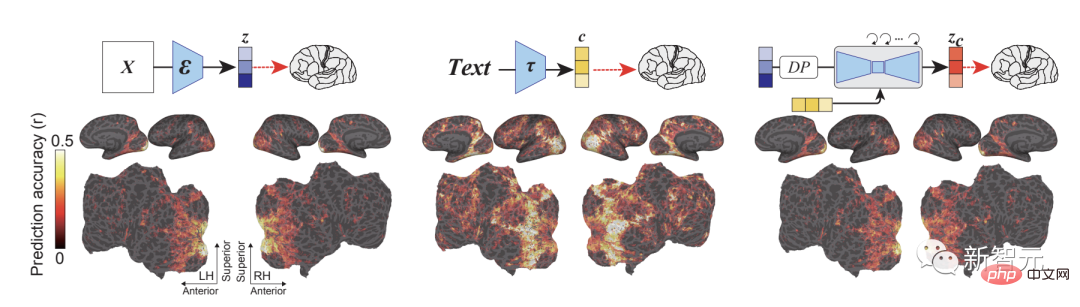 Le cerveau de lecture de lIA explose ! Scannez les images cérébrales et la diffusion stable reproduit les images de manière réaliste