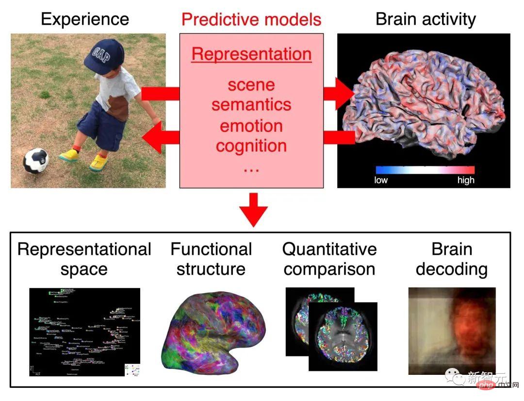 Le cerveau de lecture de lIA explose ! Scannez les images cérébrales et la diffusion stable reproduit les images de manière réaliste