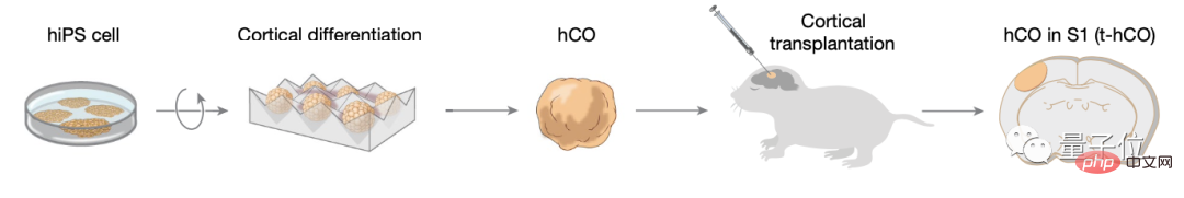 Human-mouse hybrid brain appears! Stanford University 7-year research published in Nature