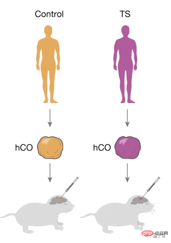 Human-mouse hybrid brain appears! Stanford University 7-year research published in Nature