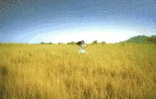 比猎豹快两倍多！浙大校友研发软体机器人速度超越F1赛车，登Nature子刊