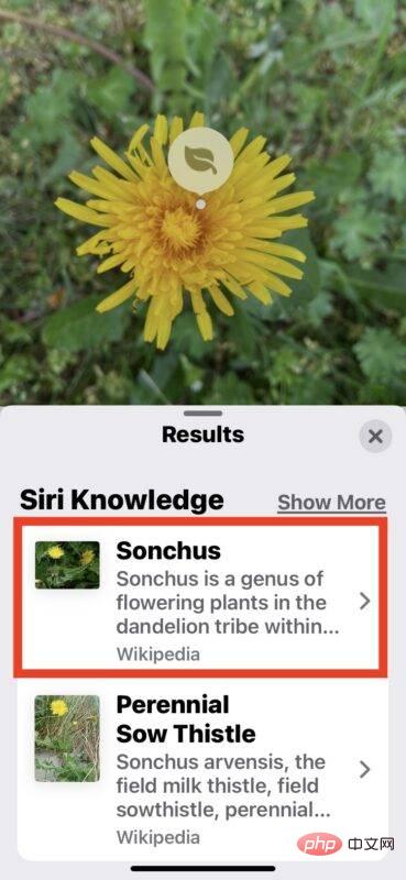 如何使用具有酷炫隐藏功能的 iPhone 识别花卉和植物