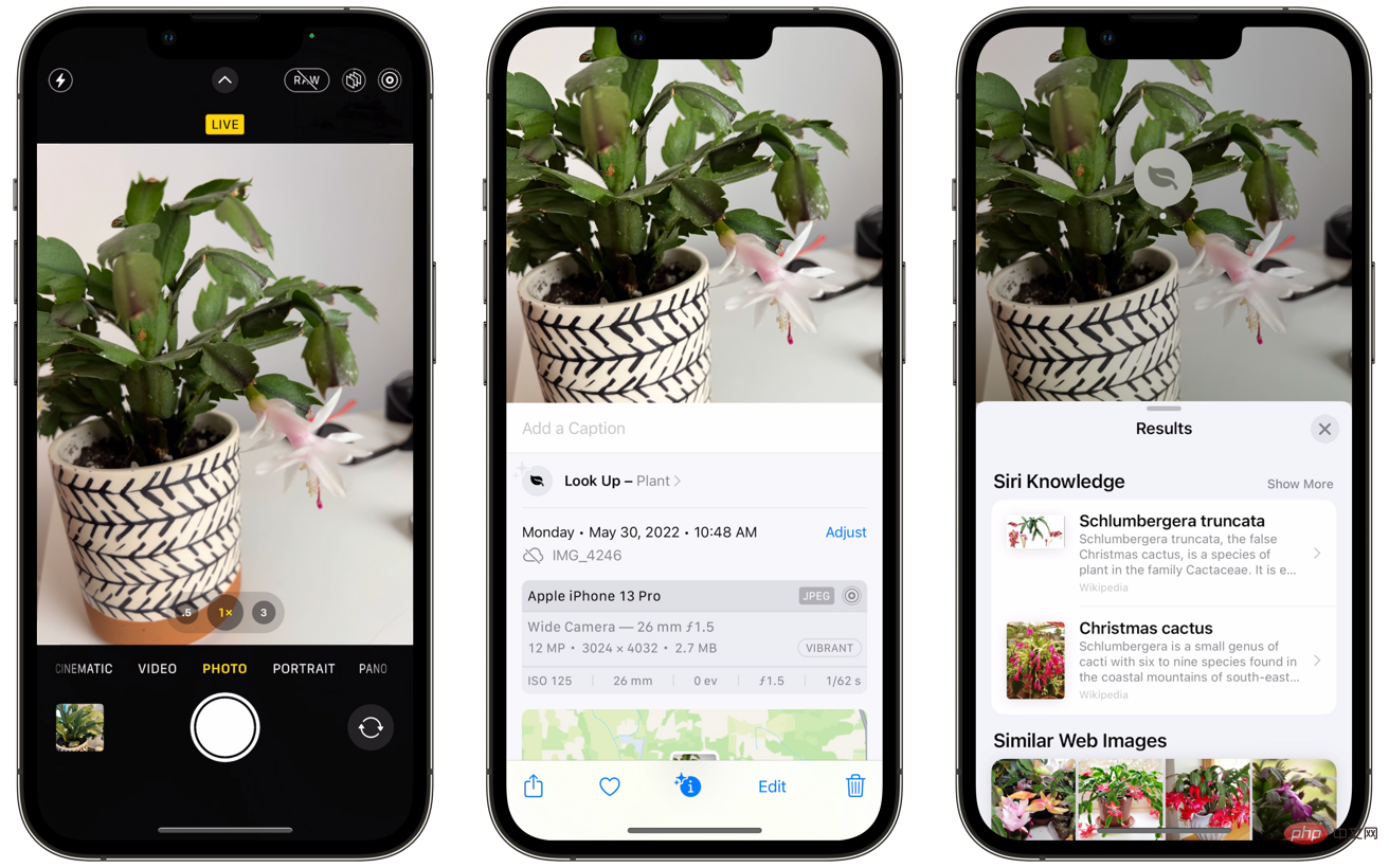 如何使用 iPhone 相机识别植物和花卉