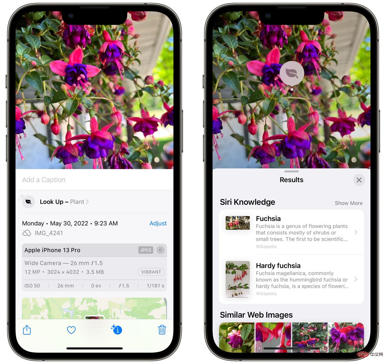 如何使用 iPhone 相机识别植物和花卉